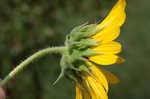 Common sunflower